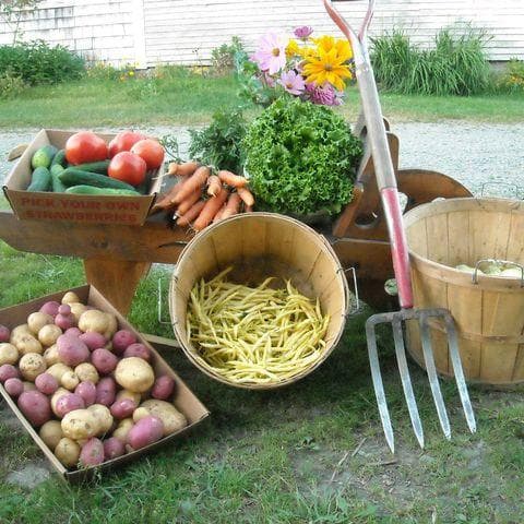 Berry Creek Farm