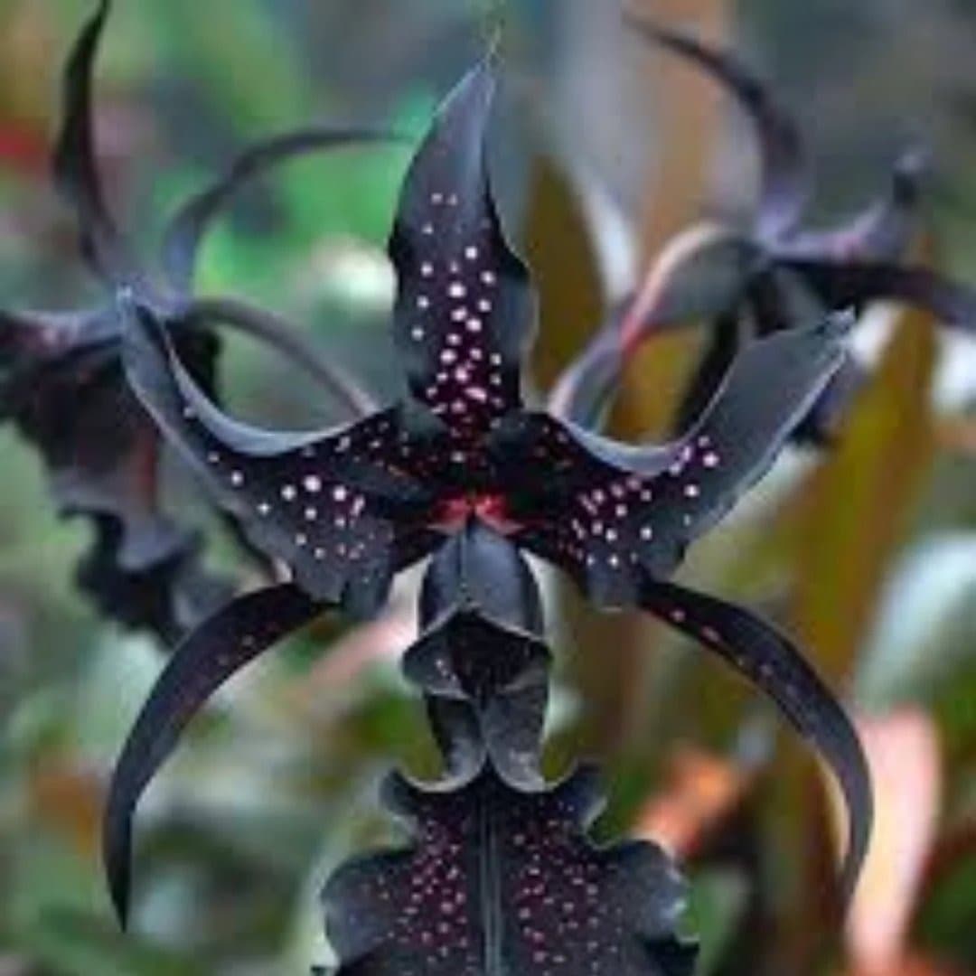 Black Orchid Coffee