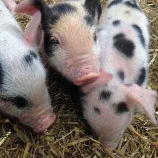 Bread & Butter Farm