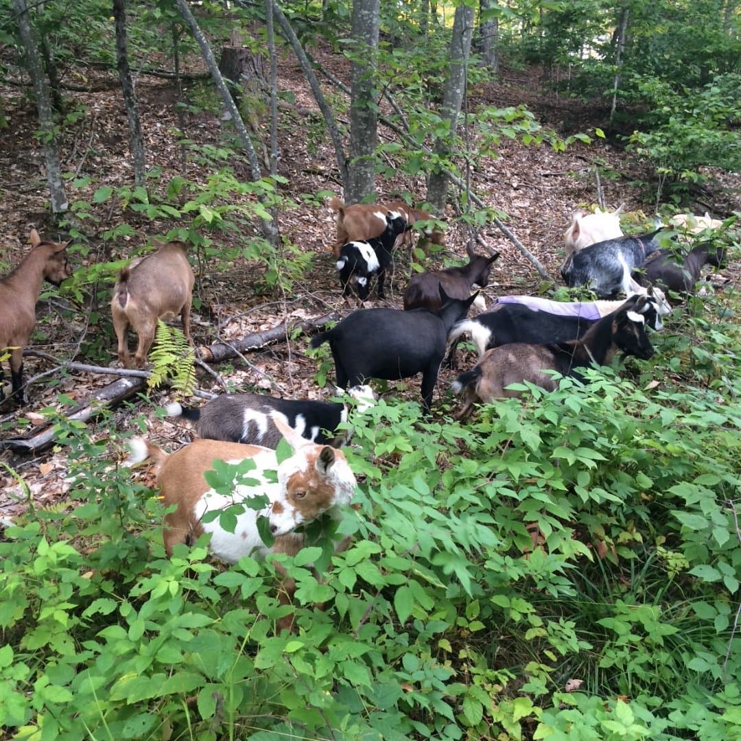 BusyB Goat Farm & Apiary