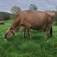 Cedar Mountain Farm