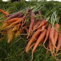 Circle Mountain Farm