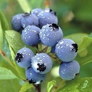 Covered Bridge Blueberry Farm