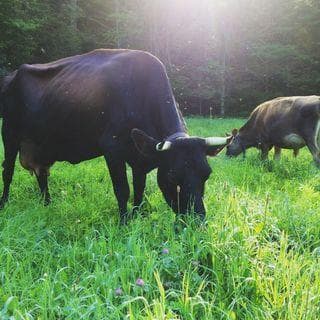 Earthwise Farm And Forest