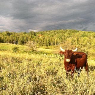 Flack Family Farm