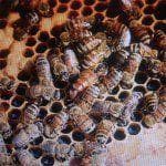 French Hill Apiaries