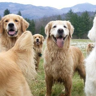 Golden Dog Farm