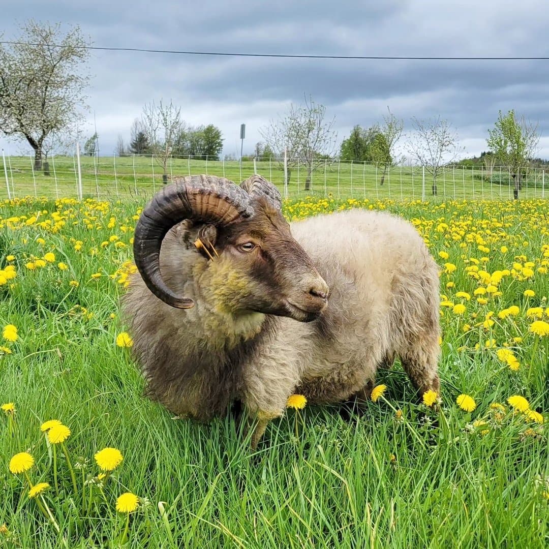 Greywether Farm