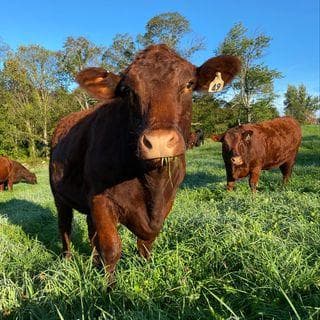 Hamilton Cattle Company