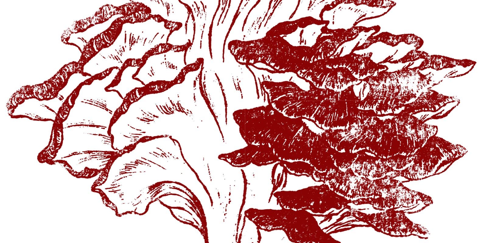 Hen of the Wood - Waterbury