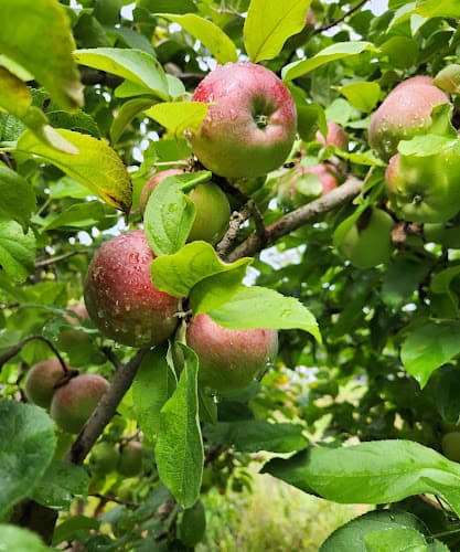 Hunger Mountain Orchard
