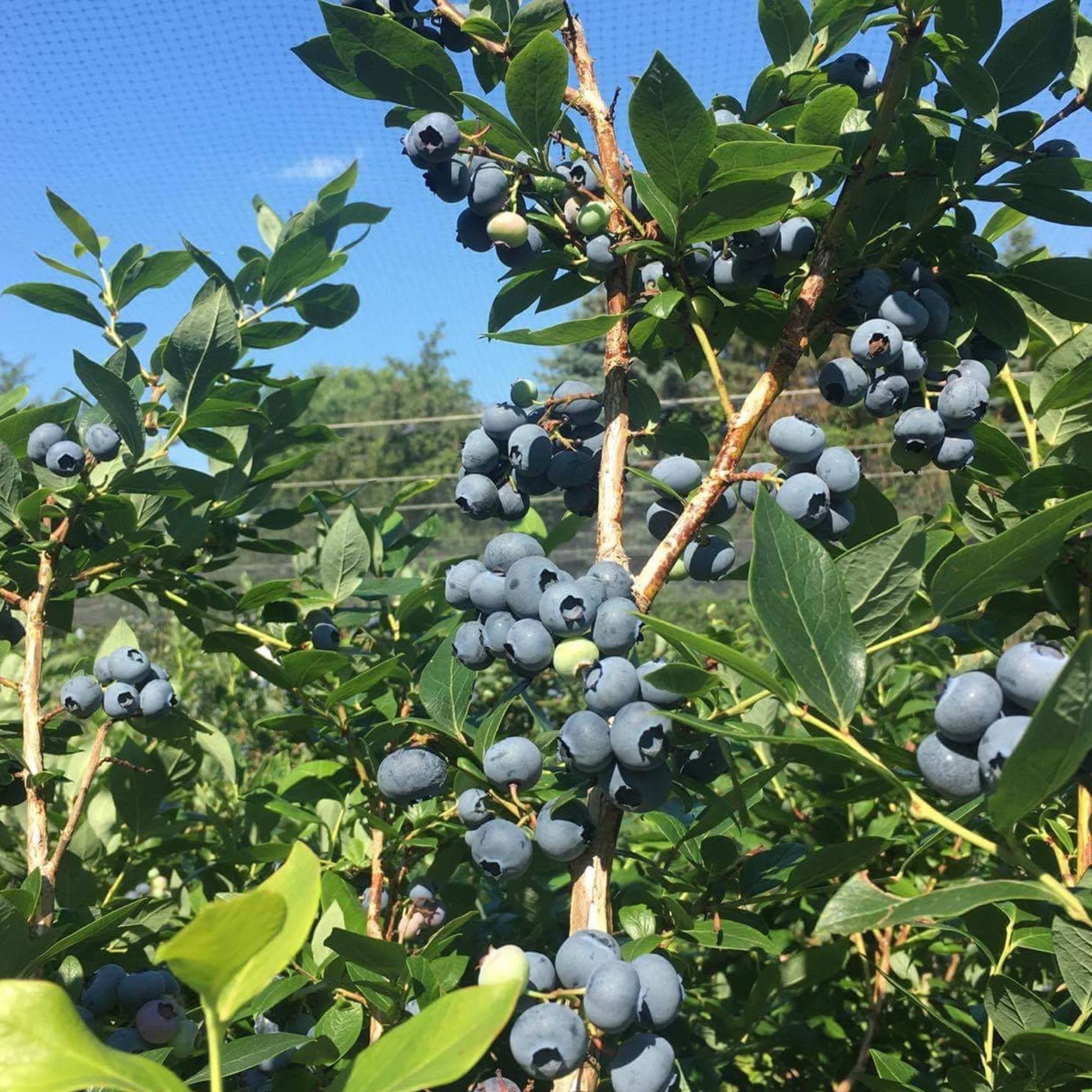 Island Blueberries