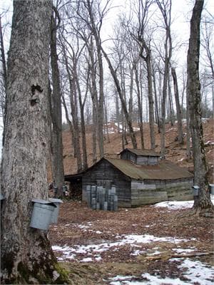 Maple Sugar & Vermont Spice
