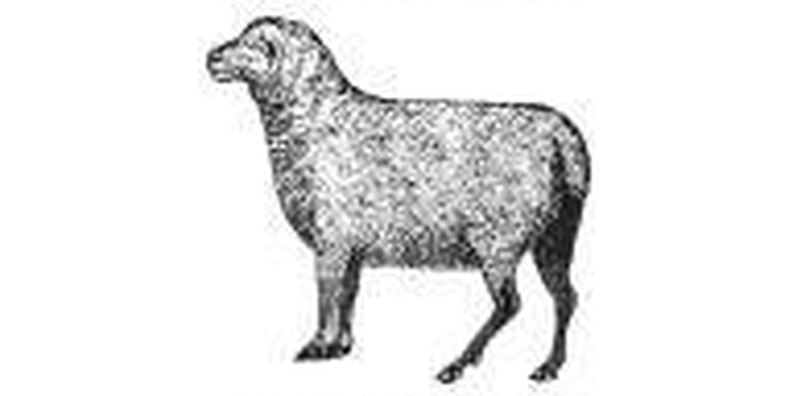 Sheep Shop