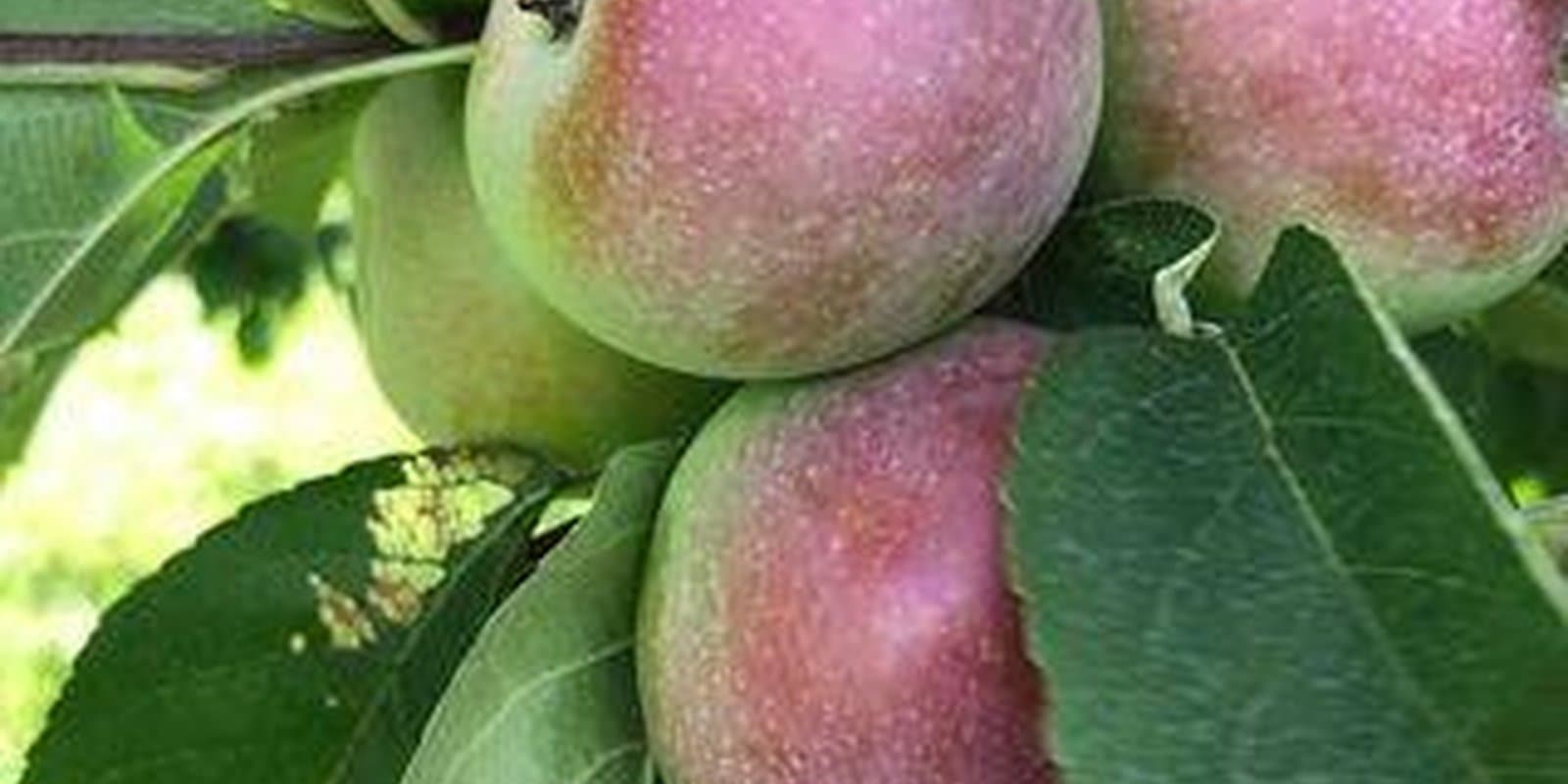 Shelburne Farmers Market