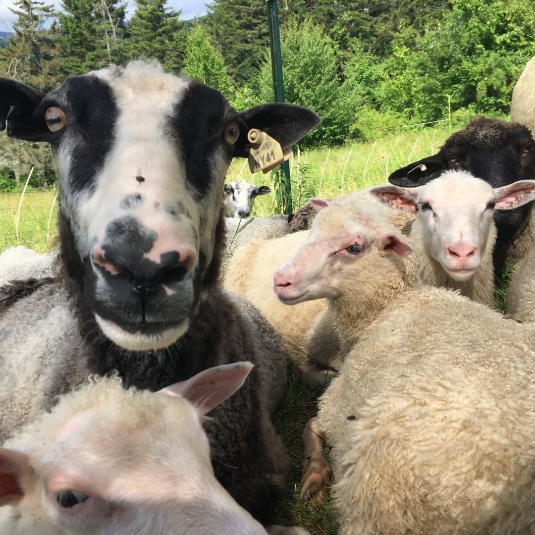 Stargrazer Farm