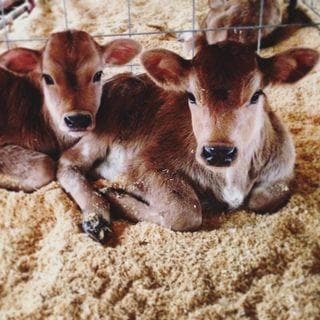 Stony Pond Farm