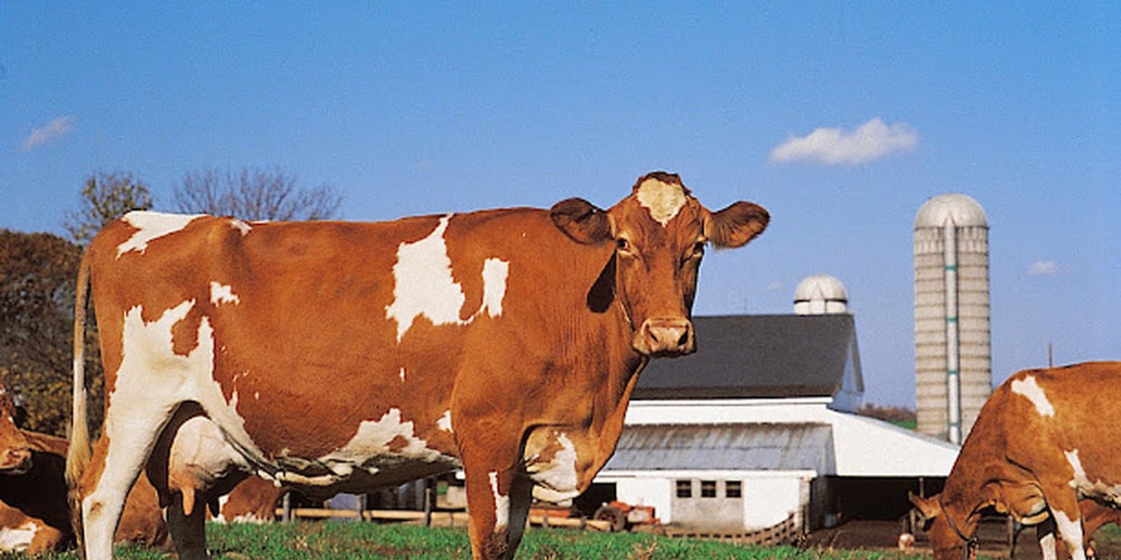 Strafford Organic Creamery