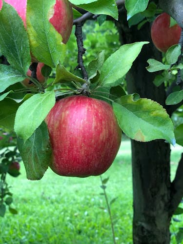 Woodman Hill Orchard