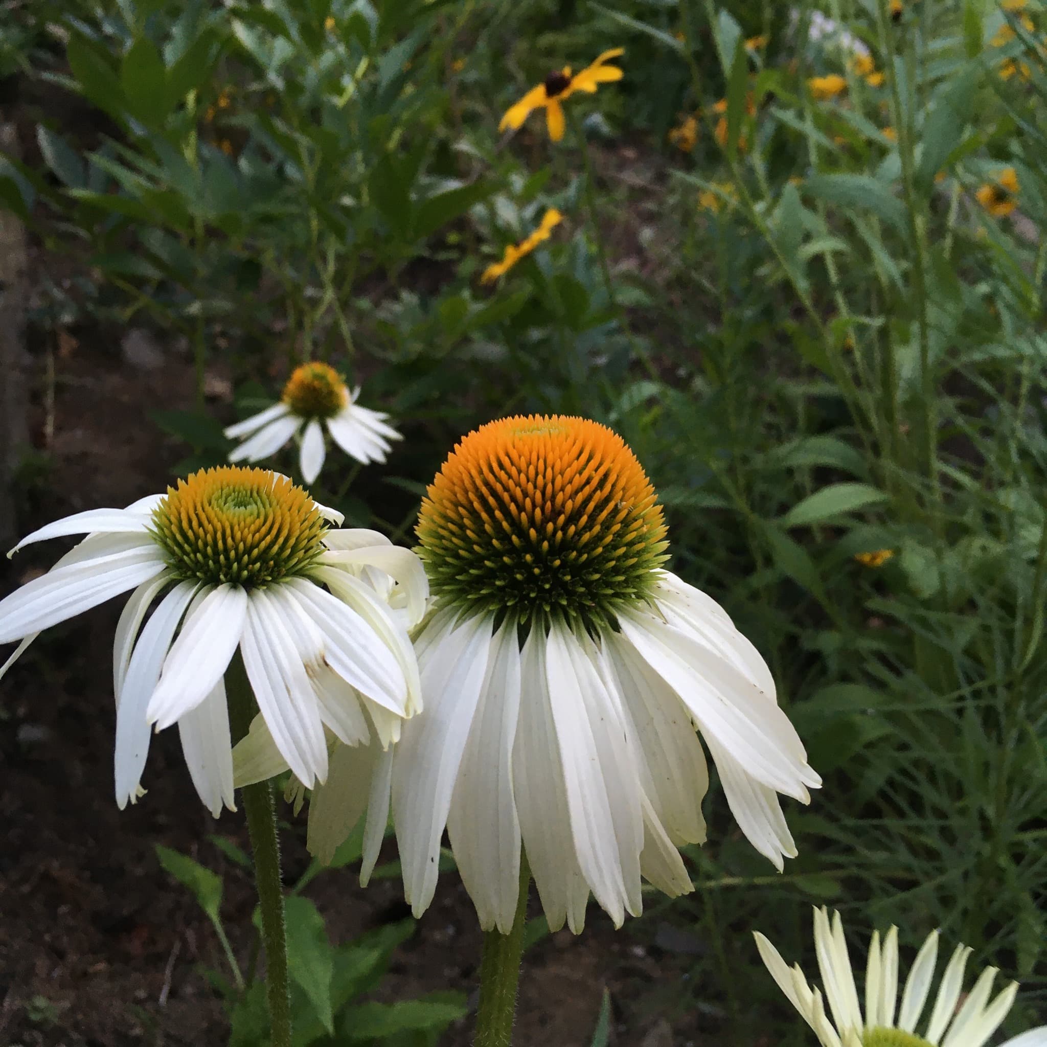 Woods Edge Gardening